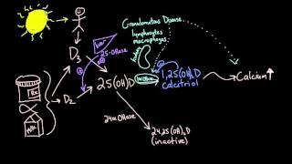 Vitamin D metabolism [upl. by Adaran]