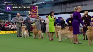 Golden Retriever Part 3  Breed Judging 2019 [upl. by Nilat]