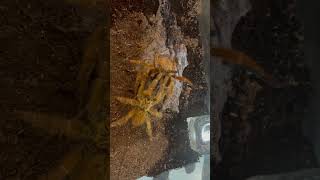 Orange baboon tarantula mating breeding exotic baboon OBT tarantula [upl. by Novahc]