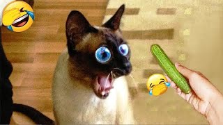 Funniest Animals 😄 New Funny Cats and Videos 2024 😹🐶 1370 [upl. by Ezirtaeb]