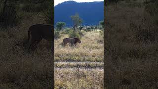 Kalama prideSamburu National ReserveKenya [upl. by Aicenet]