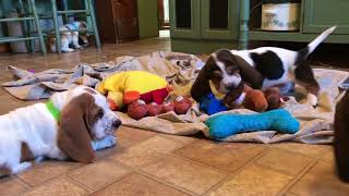 Basset Hound Puppies playing [upl. by Adnol688]