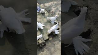 White loton new postpigeon hashtagbirds kabutar viralvideo [upl. by Nims]