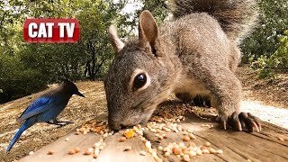 CAT TV For Cats To Watch  California Squirrel and Bird Compilation  Dog TV 😼 🐶 [upl. by Ynnattirb]