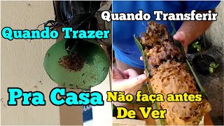 QUANDO LEVAR O ENXAME CAPTURADO PRA CASA E FAZER A TRANSFERÊNCIA [upl. by Omlesna]