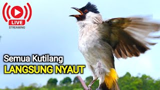 Suara Burung Kutilang Gacor [upl. by Mccurdy486]