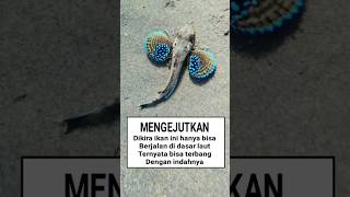 HELMET GURNARD  Ikan Belalang Dactylopterus volitans [upl. by Adnesor]