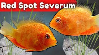 Red Spotted Severum Cichlids  Aquarium Royalty of the Amazon [upl. by Esinehs]