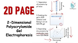 2D polyacrylamide gel electrophoresis  2D PAGE [upl. by Jenny80]