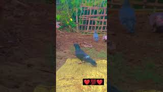 kabutarattitude pigeonyoutubechannel [upl. by Notniw262]