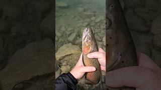 Omak Lake Lahontan Cutthroat Trout INCREDIBLE FOOTAGE [upl. by Arihas926]