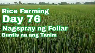 Rice Farming Longping 534  Day 76  Foliar Fertilizer Application [upl. by Chaddy111]