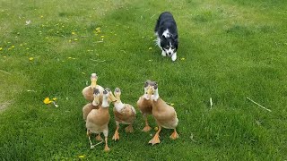 Impressive Border Collie Herds Ducks  ViralHog [upl. by Meerek]