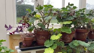 How to overwinter geraniums and pelargoniums [upl. by Kerred]