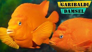 Garibaldi Damselfish  The Important Role of Garibaldi Damselfish in Ecosystems [upl. by Eceryt]