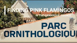 Finding Pink Flamingos in the Camargue south of France [upl. by Fabe]