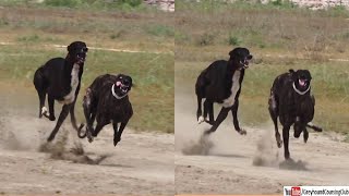 greyhound lure coursing [upl. by Elleda]