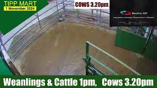 TIPPERARY TOWN MART 1 Nov 2024 Calves Cattle amp cows [upl. by Htenek]