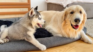 Golden Retrievers Reaction to a Husky Puppy Occupying His Bed [upl. by Oirramed662]