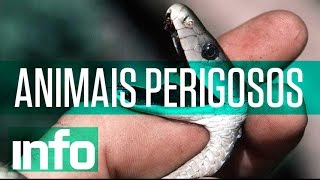 Os 5 animais mais perigosos do mundo [upl. by Palecek]