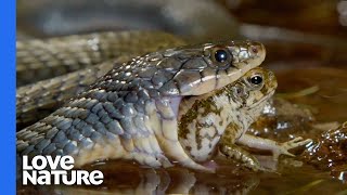 Poisonous Frog Fends Off Snake With Its Toxins [upl. by Judy]