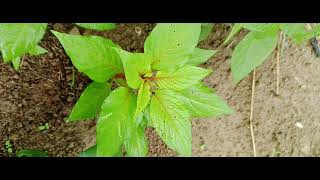 Amaranthus Green Flower Leafytale [upl. by Lenz]