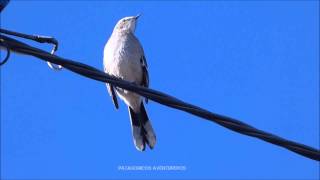 HQ Canto de Mimus saturninus Calandria Grande HD [upl. by Xena]