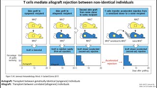 Lecture 9c Transplantation Immunology [upl. by Alenson]