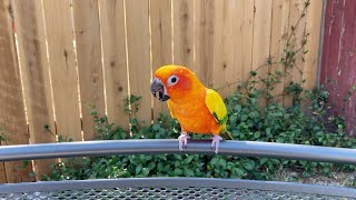 Sun Conure Screaming [upl. by Romo206]