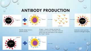 IGCSE BIOLOGY REVISION  Syllabus 10 Diseases and immunity part 1 [upl. by Swayder968]