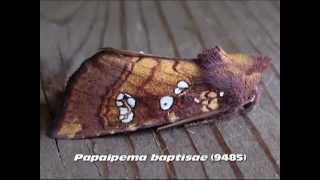 Part 22 Common Apamea Brocade and Borer Moths Family Noctuidae [upl. by Brandenburg607]