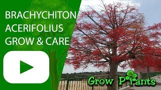 Brachychiton acerifolius  grow amp care [upl. by Daniella729]