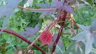 Castor oil plant  Ricinus communis Impala  Olíuplanta  Eiturjurt  Skrautplanta [upl. by Fortunna]