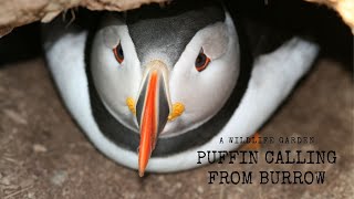 Puffin Calling from Burrow [upl. by Naibaf]