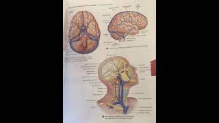 Veins of Head Neck and Brain [upl. by Nies1]