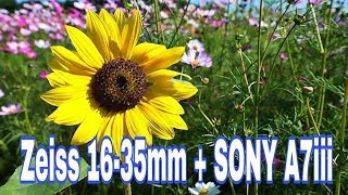 SONY 1635mm VarioTessar T FE F4 ZA OSS WITH SONY A7iii  Auto Focus Test [upl. by Colligan]