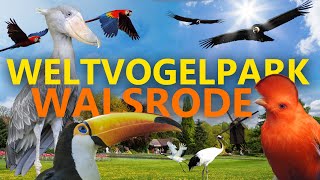 Weltvogelpark Walsrode  ZooEindruck [upl. by Jabon]