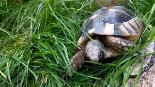 An introduction to the Marginated tortoise [upl. by Hsot]