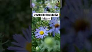 Grow Texas Native Fall Aster for a STUNNING Fall Display gardening texasnativeplants [upl. by Bezanson]