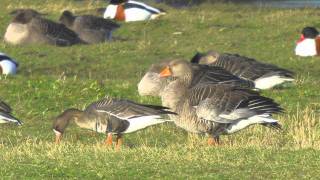 WhiteFronted Geese  Anser albifrons albifrons [upl. by Mcfadden]