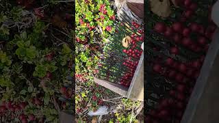 berry picking tools harvesting fruit [upl. by Idurt]