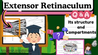 Extensor Retinaculum of Hand Explained Easy Lecture in 2 MINUTES  Upper Limb Anatomy  Novice Medic [upl. by Thornton]