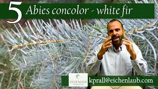 E concolor fir white fir [upl. by Karita]