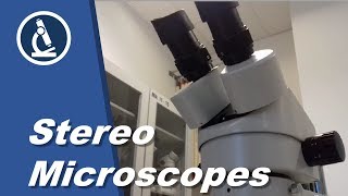 🔬 070  Stereo microscope teardown  Microscopy [upl. by Nico]