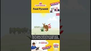 Food Pyramid  Learn Biology with Home Revise [upl. by Irpac]