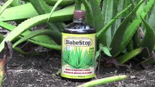 Farma Verde  DIABESTOP Aloe [upl. by Botzow]