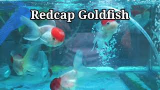 Redcap Goldfish Blackmoor Goldfish Shubunkin Goldfish Common Goldfish Koi Fish Oranda Goldfish [upl. by Atnod]