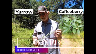 Coffeeberry Rhamnus californica amp Yarrow Achillea millefolium [upl. by Corvin458]