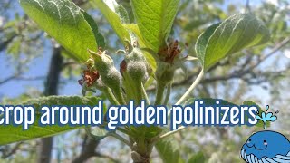 Crop around golden polinizers2021successfull pollinationnjarapahadoca2353 [upl. by Inalawi]