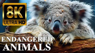 ENDANGERED ANIMALS 8K ULTRA HD with Names and Sounds [upl. by Dnalram647]